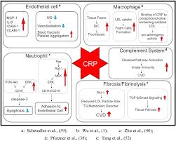 The Clinical Significance And Potential Role Of C Reactive Protein In Chronic Inflammatory And Neurodegenerative Diseases Abstract Europe Pmc