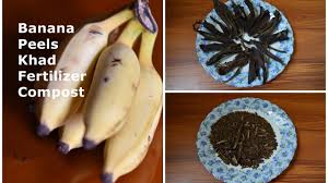 Secondly, and more interestingly, bananas are not just fruits, they're berries! Banana Peels Khad Fertilizer Compost For Plants With English Subtitles Youtube