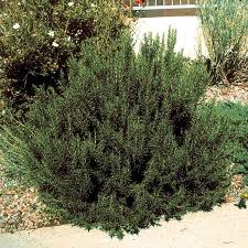 Image result for Rosmarinus officinalis
