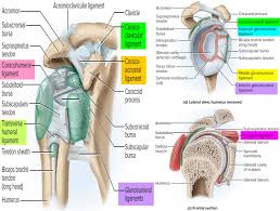 Both tendons and ligaments are dense regular connective tissue, because of its two properties: Ligaments Thumb Shoulder Elbow Hip Knee And Ankle Ligaments