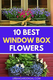 Apr 13, 2020 · you know you want flowers—but you just aren't sure what kind. 10 Flowers For Window Boxes Urban Garden Gal Window Box Flowers Window Box Plants Plants For Planters