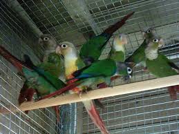 Green Cheeked Conure Guide: Step By Step To Conure Raising, Health Care,  Training, Breeding, Interaction, Diet & Lot More : Ross, Brandy Steven:  Amazon.Sg: Books