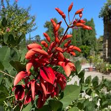 Image result for Erythrina crista-galli