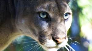 We did not find results for: Reclusive Beautiful And Endangered 9 Facts About The Florida Panther Wftv