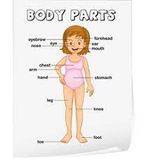One of the most important things that you will need to talk about will be where on your body the problem is located. Body Diagram Children Vector Images 57