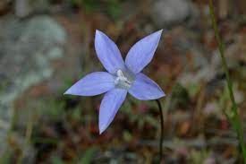 Brown track is via the arthur highway. Campanulaceae Flora Of Australia