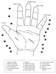 Hand Reflexology Charts