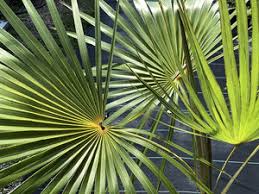 Image result for Coccothrinax