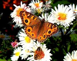 Monarch butterflies, please come to our garden. Wallpaper White Flowers Nature Insect Orange Bright Bee Light Color Flower Plant Flora Colour Colourful Fauna Naturephotography Botany Macro Photography Invertebrate Daisy Family Homegarden Patterned Nectar Moths And