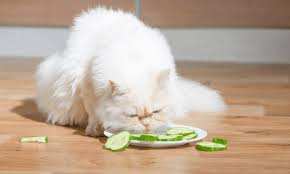 Canned or cooked fish is ok, but not raw or sushi. Can Cats Eat Cucumbers Are Cucumbers Good For Cats Updated Smart Cat Lovers