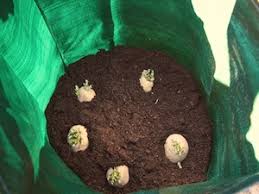 Mound more straw around the stems as they grow, eventually creating a layer of one foot or more in depth. How To Grow Potatoes In A Bag Or Container