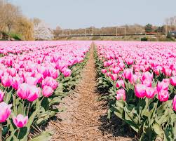 Gratis per usi commerciali attribuzione non richiesta senza copyright. Dove Vedere I Tulipani In Olanda Noncieromaistata Travel Blogger Podcaster Pinterest Strategist