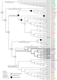 Image result for Chassalia umbraticola