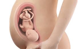 By the 16th week, all the limbs and joints of your fetus are fully formed. 34 Weeks Pregnant Belly Symptoms Huggies