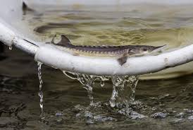 Caspian sea sturgeon produce the best caviar in the world. Scotland S First Caviar Farm Slammed By Peta The National