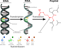 There is no substantive difference between the pfizer and moderna vaccines, he explained. Lernkartei Proteinbiosynthese