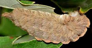 Maybe you would like to learn more about one of these? Puss Caterpillar Beware Control And Kill Stinging Asp Caterpillars