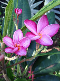 Miami Rose Plumeria This One Smells Like Coconut Plumeria Plants Flowers