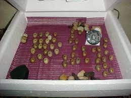 Pin On Quail