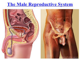 From wikimedia commons, the free media repository. Male Reproductive System