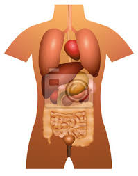 Ein anatomia humana menschliche anatomie muskelsystem homo sapiens, andere, abdomen abbildung des menschlichen inneren organs, weibliches organmodell des menschlichen organs. Innere Organe Menschliche Anatomie 3d Vektor Illustration Wandposter Poster Dickdarm Milz Medicals Myloview De