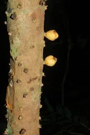 Image result for Apodanthaceae