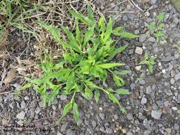 Image result for Urochloa panicoides