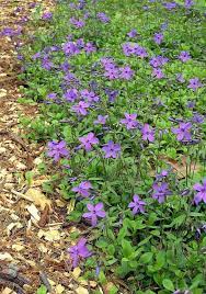 Phlox Stolonifera Moist Partial Sun To Shade 6 10 Tall Groundcover Plants Easy Perennials Phlox Flowers