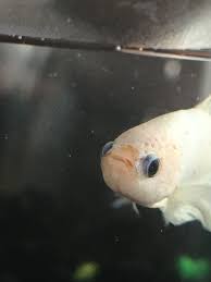 Betta With Hole In The Head Freshwater Fish Disease And Fish Health Forum 339649