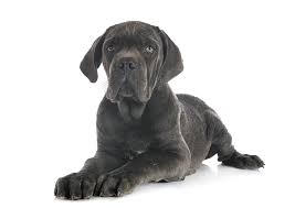 Vuoi scoprire il documentario completo sul cane corso? Cane Corso Carattere Indole E Ambiente Piu Adatto