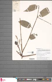 Image result for Hypselodelphys