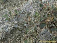 Image result for Glinus lotoides