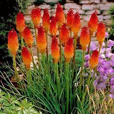 Fener Cicegi Tohumu Fener Cicek Flowers Flower Bahce Saksi Toprak Tohum Hobi Zevk Ankara Istanbul Red Hot Poker Plant Flower Seeds Healthy Garden