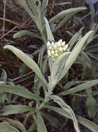 Image result for Helichrysum globosum