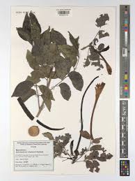 Image result for Dolichandrone alba