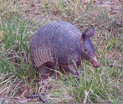 We Said Goodbye To The Armadillo Hello New Mexico On The Road Of Retirement Armadillo New Mexico Style Mexico Style