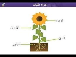 أجزاء النبات علوم الصف الثالث الابتدائي الفصل الأول منهج السعودية نفهم دروس مجانية Youtube Teach Arabic Science For Kids Learning Arabic