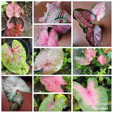 Dried, they are used to perfume clothes and cigarettes atriplex halimus silver dust; Caladium Live Plant For Sale Small Plant Only Shopee Philippines