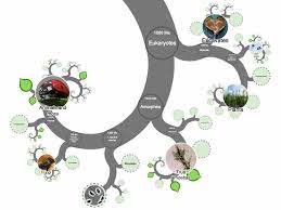 Onezoom Tree Of Life Explorer Plant Science Life Tree Of Life