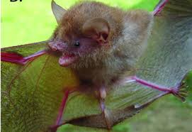 Image result for Batopedina