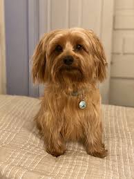 We have been in business for over 10 years. Chris Dog Grooming Pet Grooming Los Angeles Ca Barxie