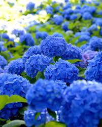 Unshoji Temple Oga Akita Japan Flower Hydrangea Amazing Flowers Hydrangea Garden Fancy Flowers