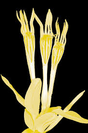 Image result for Agelanthus sambesiacus