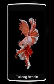 Beautiful Betta Fish 3d Live Wallpaper For Android Apk Download