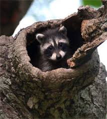 Dnr Fish Wildlife Raccoon