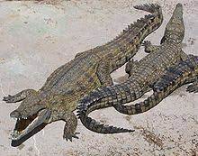 See more of alligator records on facebook. Crocodile Wiktionary