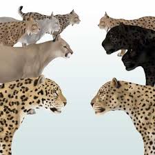 How To Draw Animals Big Cats Their Anatomy And Patterns Part 2 Learn to draw a cat with this simple drawing tutorial from wedrawanimals.com. how to draw animals big cats their