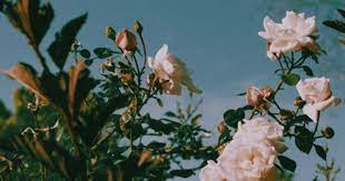 Pinterest Itsyagirltina Flower Aesthetic Aesthetic Wallpapers Plants
