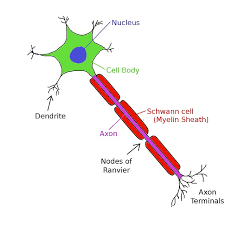 Principles Of Neural Science