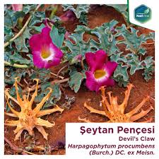 Image result for Harpagophytum procumbens